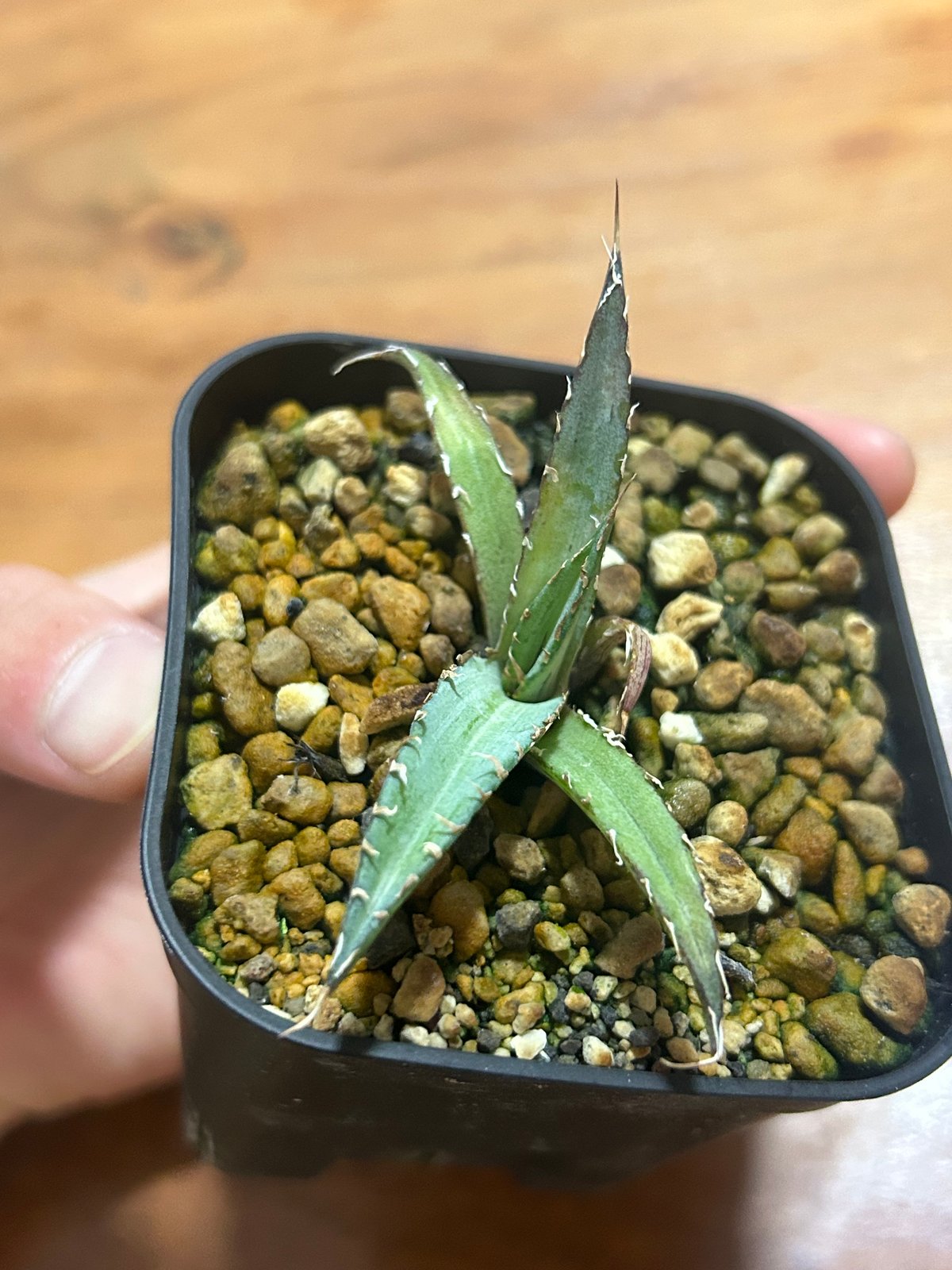 アガベ 超ブツブツ裏棘 特選キシロナカンサ | Heartplants