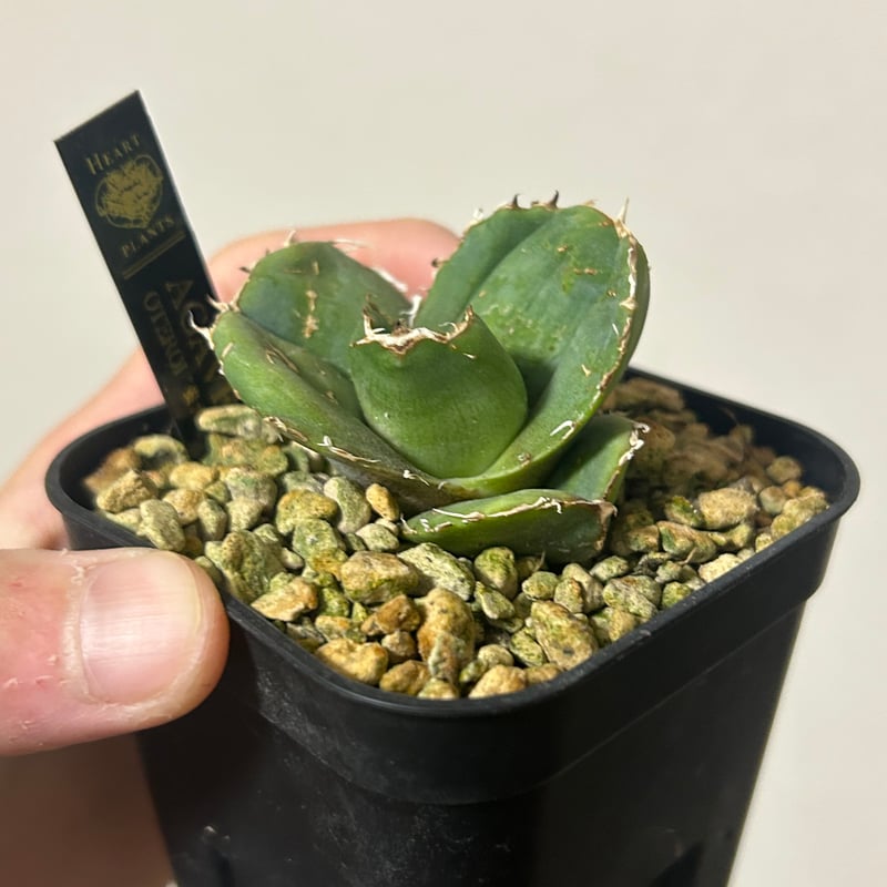 アガベ 蚩尤 OC子株 ブツブツ 裏棘 | アガベ専門店 Heart plants.