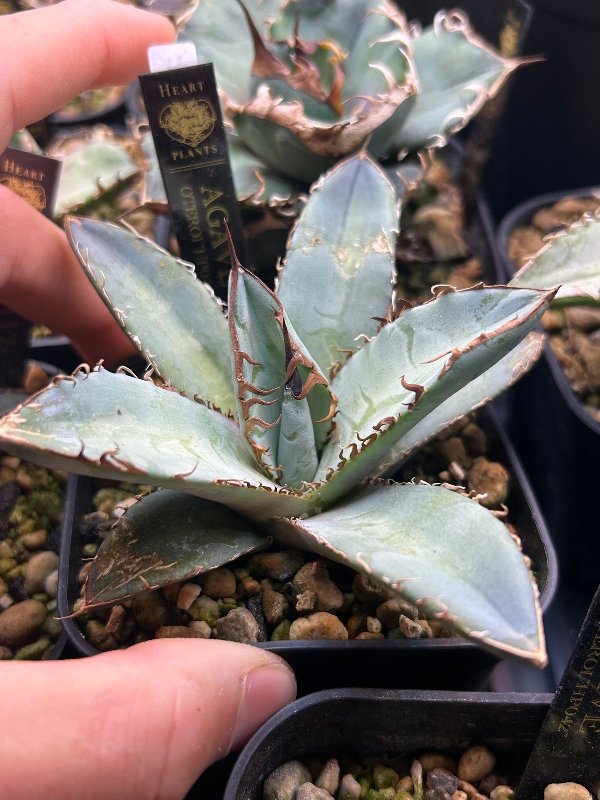 特選青葉 チタノタブルー hp040 直子株 | アガベ専門店 Heart plants.