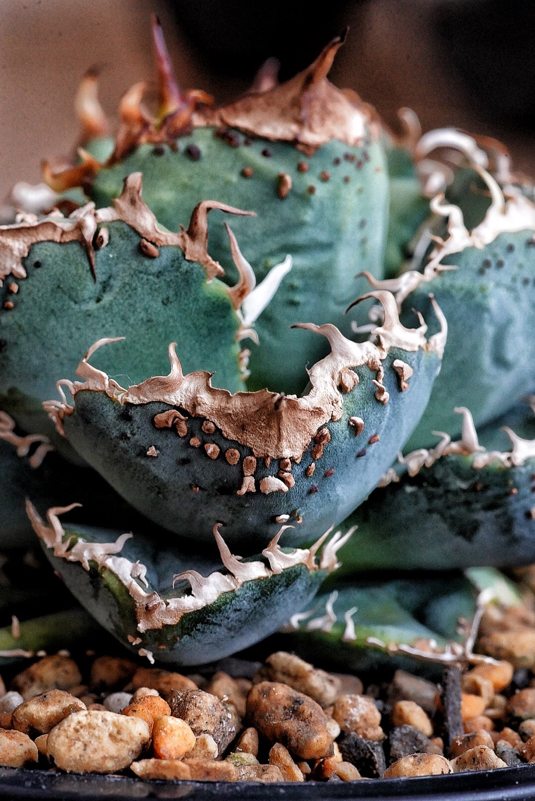 アガベブツブツ系studs(子株) アガベブツブツ系studs(子株) アガベブツブツ系studs(子株) アガベ