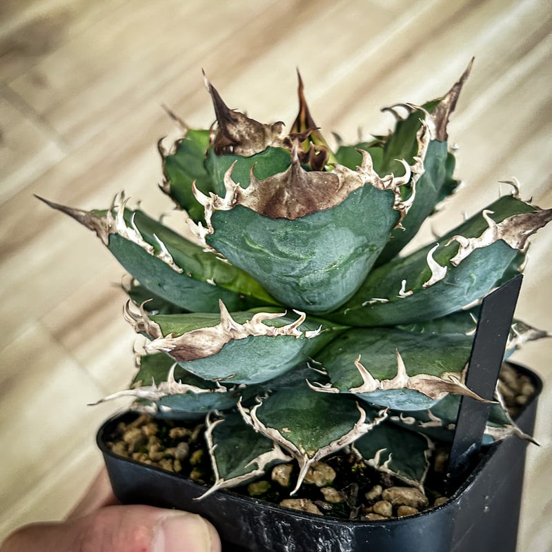 アガベ オテロイ