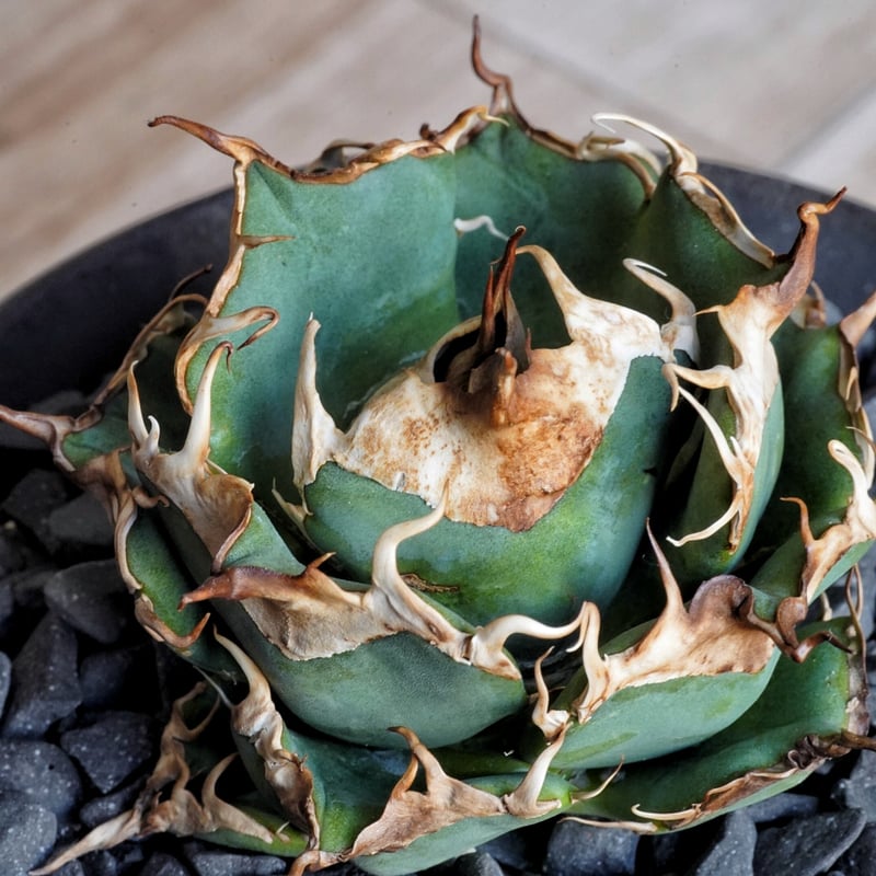 アガベ 超球体 極太鋸歯 HP033 