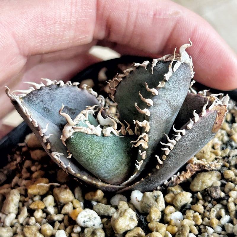 アガベ 金剛 ムチムチ子株 | Heartplants アガベ 金剛 ムチムチ子株 | Heartplants