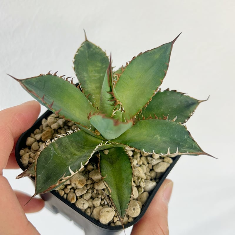 アガベ エボリスピナ×ホリダ ハイブリッド | Heartplants