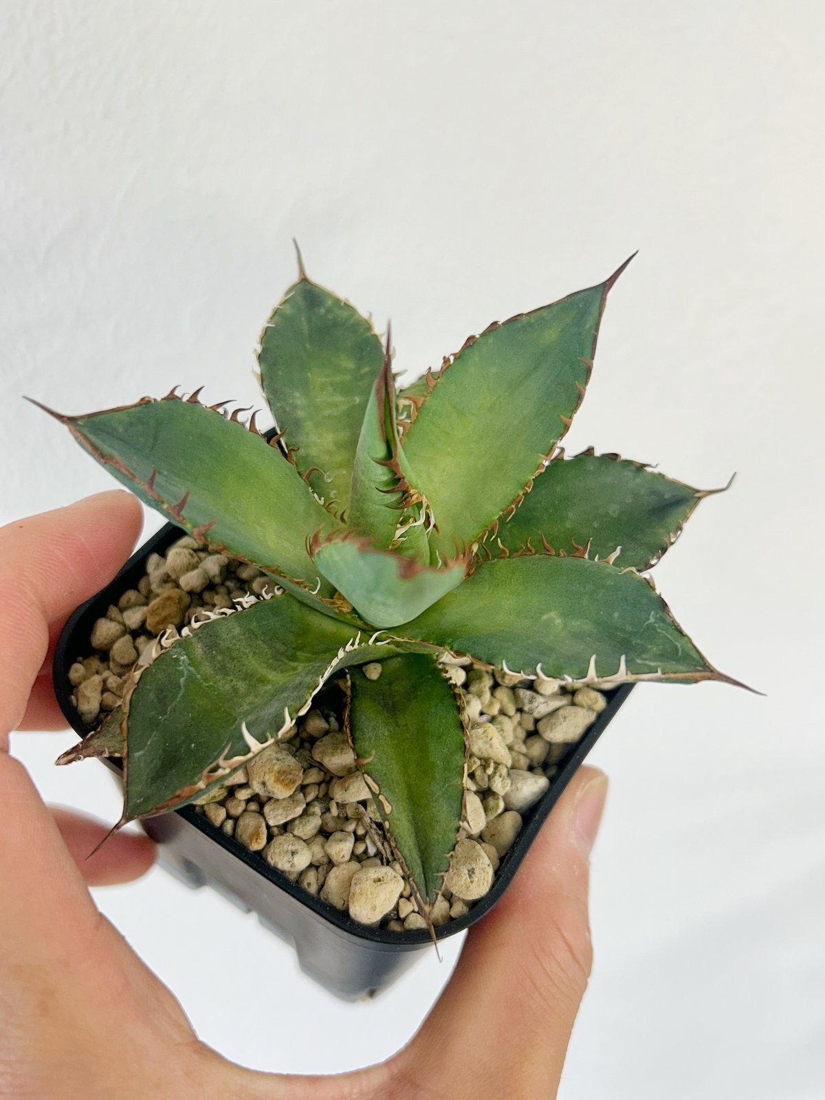 N*o様 アガベ　AGAVE　チェリースウィーズル　ハイブリッド　エボリスピナ Agave potatorum 'Cherry Swizzle' 新潟で普及させますよ