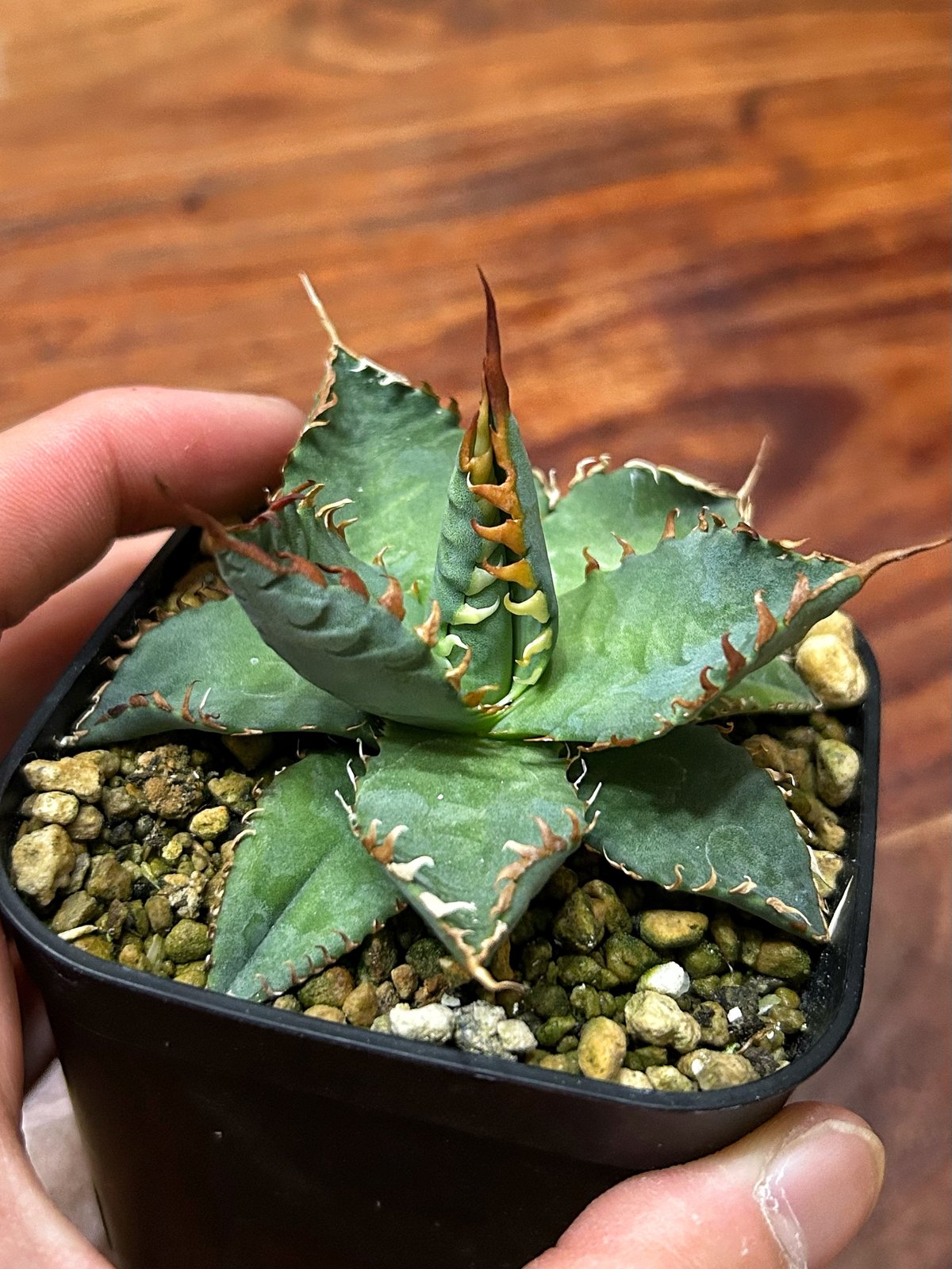 アガベ エボリスピナBB 妖炎BB 良型選抜個体 | アガベ専門店 Heart plants.