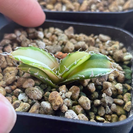 アガベ　氷海inspire 安曇野白鯨斑入　Heartplants育成株　　親株超え極斑入り子株
