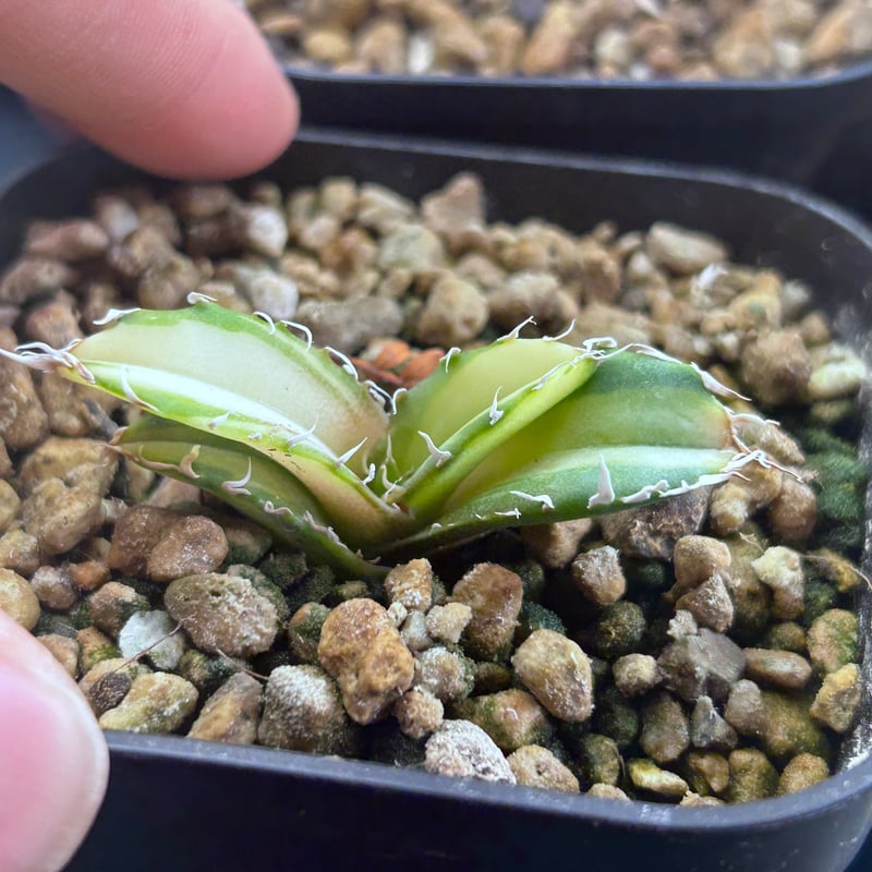 アカベ アガベ 氷海inspire 安曇野白鯨斑入 Heartplants育成株 親株超え極