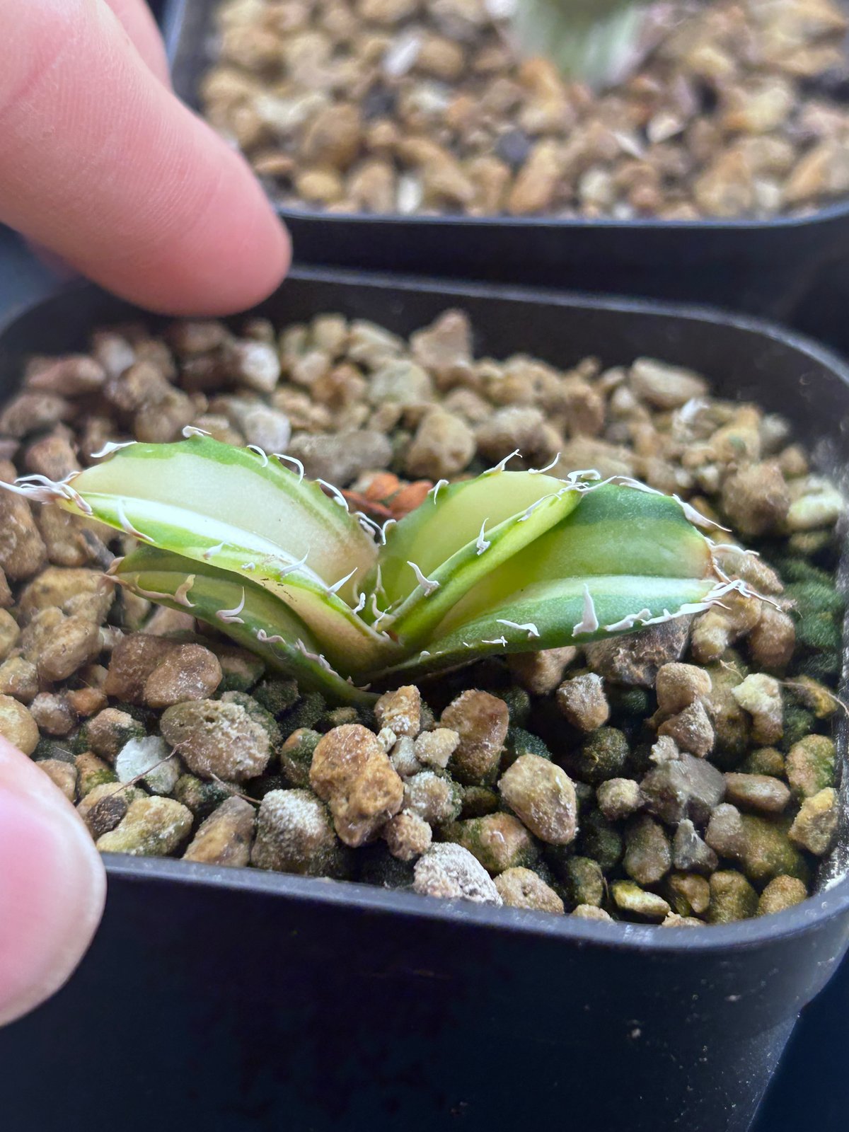 アガベ 氷海inspire 安曇野白鯨斑入 Heartplants育成株 親株超え極