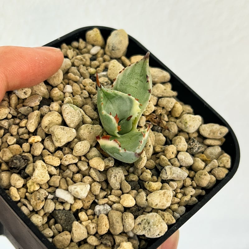 アガベ 兜蟹錦 子株 発根済み | Heartplants