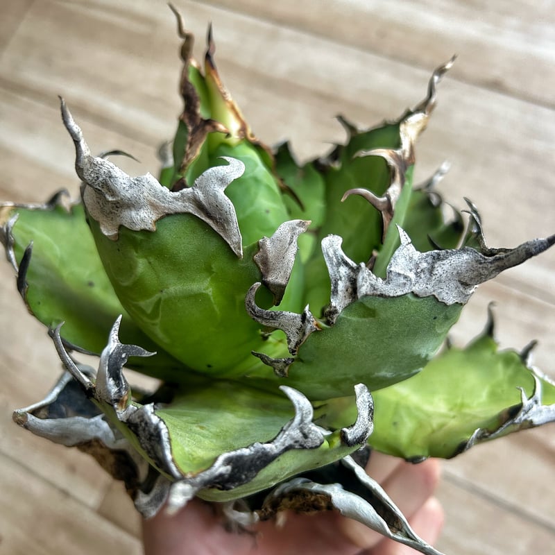 AGAVE TITANOTA dennis005/猟豹/鬼ノ刃 子株 アガベ agave AGAVE TITANOTA dennis005/猟豹/鬼ノ刃 子株 アガベ agave