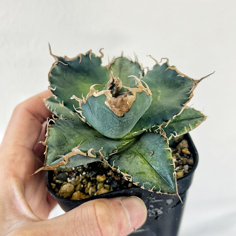 アガベ 悪魔くん 良型個体 発根済み | アガベ専門店 Heart plants.