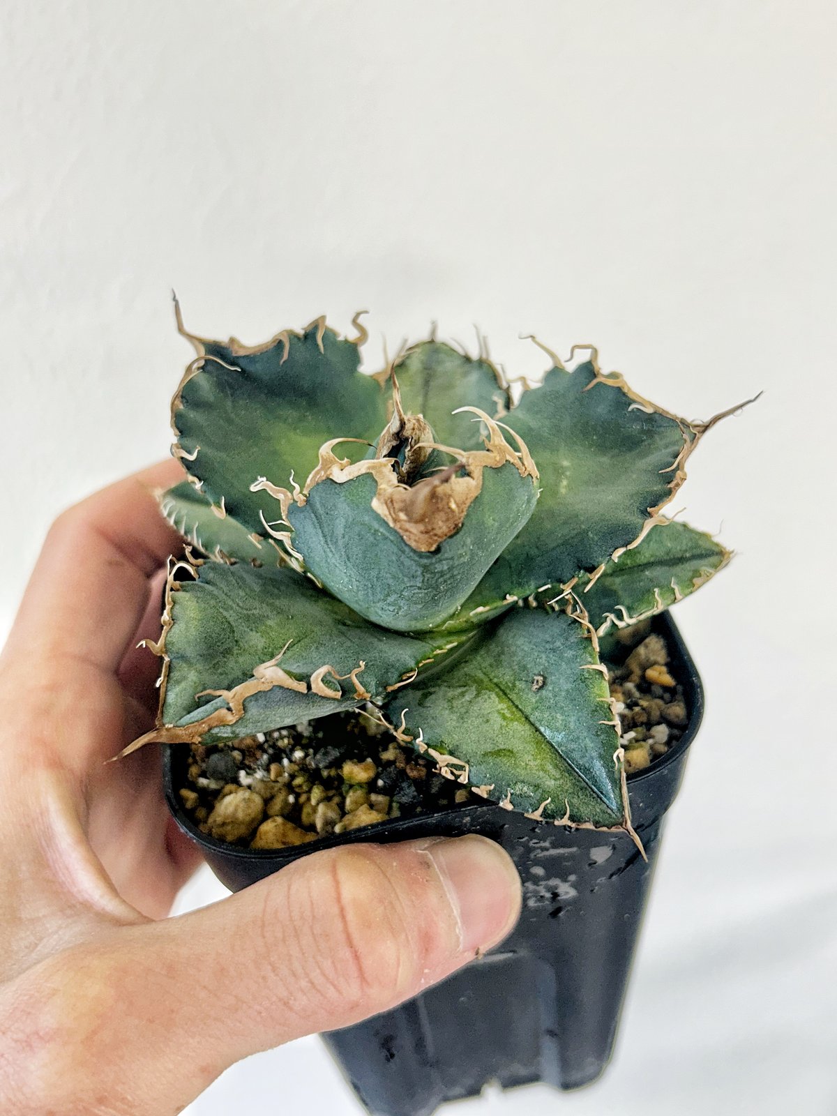 大好評！アガベ希少15品種セット+悪魔くん Agave titanota 