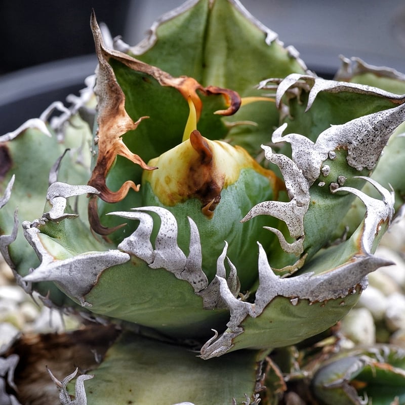 アガベ　オテロイ　穿山甲　中株　センザンコウ アガベ 穿山甲 センザンコウ 裏棘 トップ極太 コレクション株