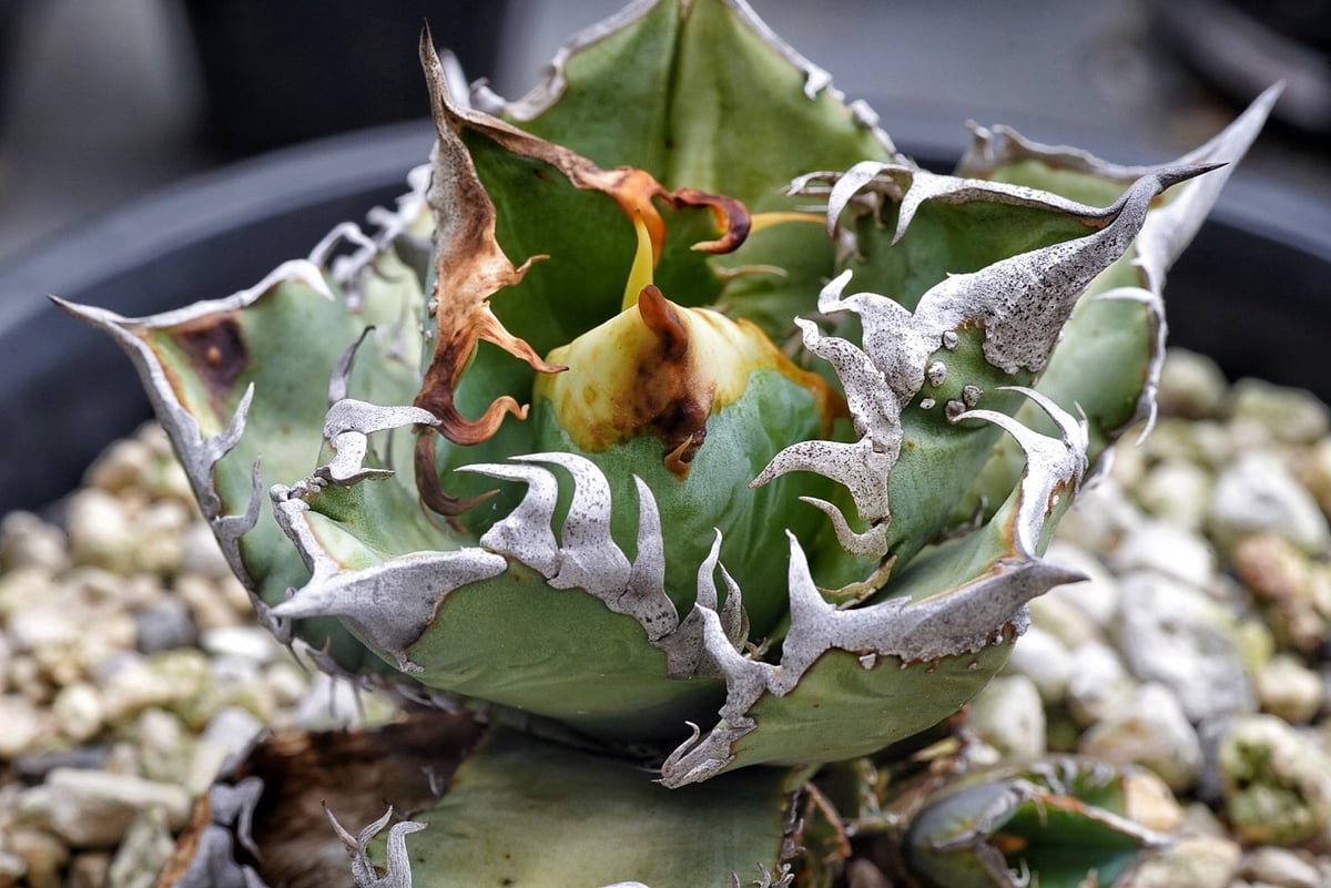 アガベ 穿山甲 センザンコウ 裏棘 トップ極太 コレクション株 | アガベ