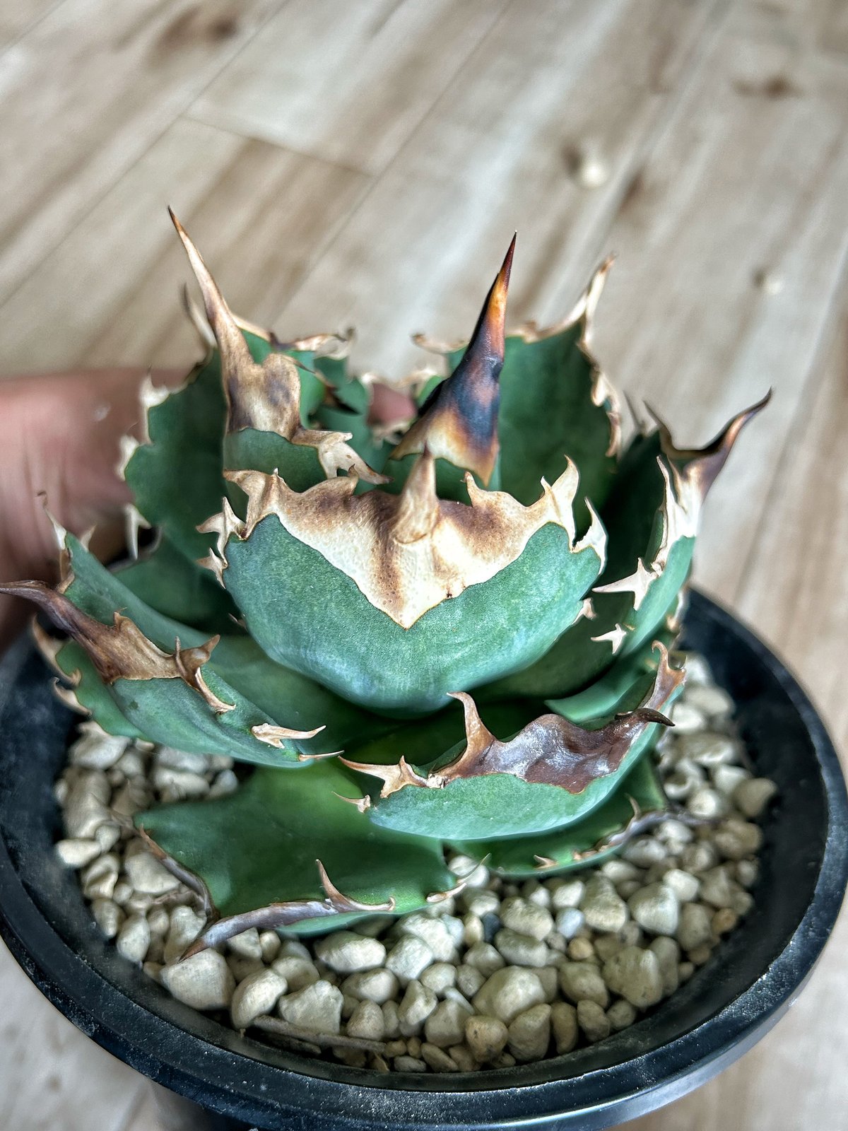 アガベ King Arthur キングアーサー 大株発根済み | Heartplants