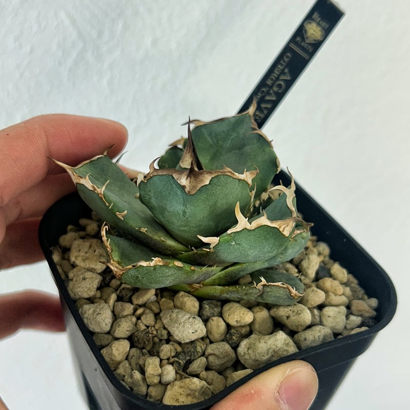 アガベ クラウンイーグル 冠鷲 発根済み 大きめ | Heartplants