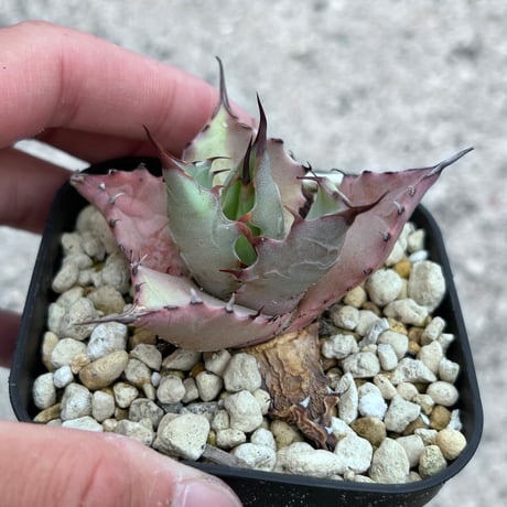 商品 | アガベ専門店 Heart plants.
