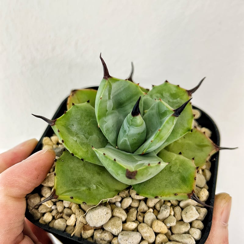 アガベ マクロアカンサ×イシスメンシス ハイブリッド | アガベ専門店