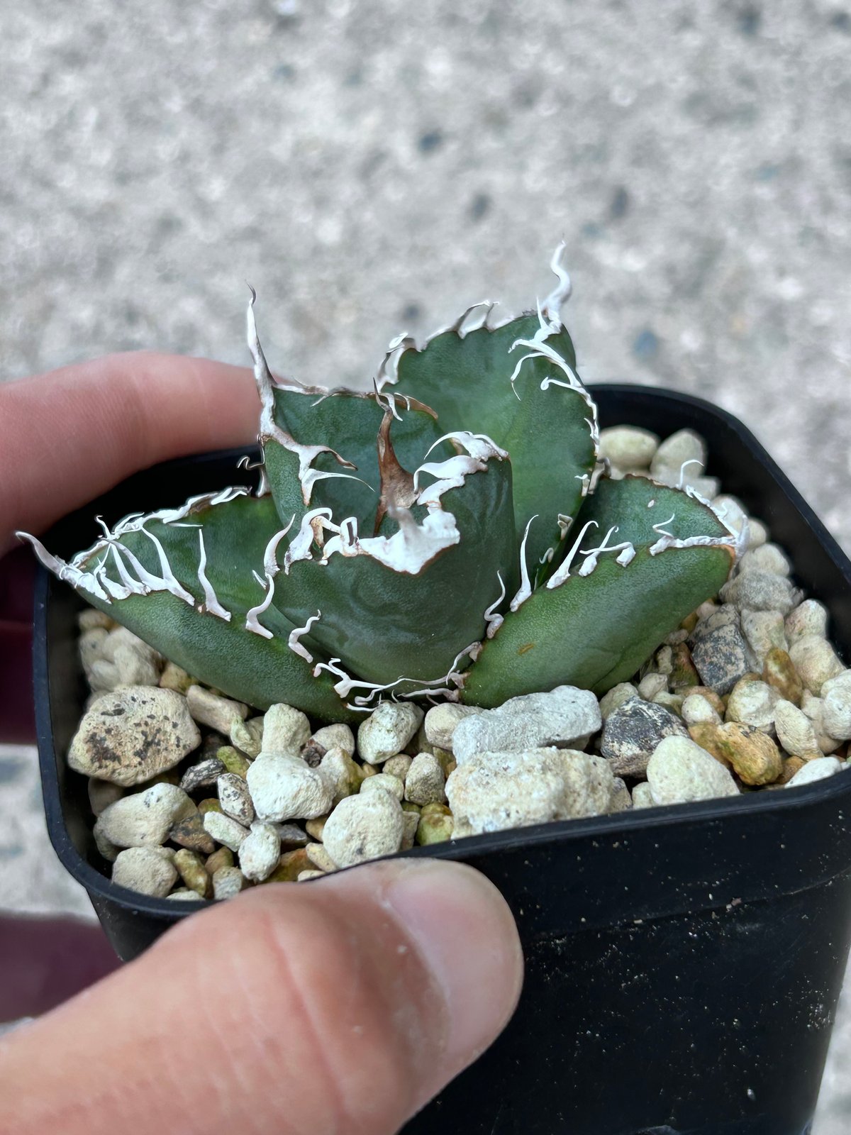 アガべ Heartplantsコレクション悪魔OC子株 | アガベ専門店 Heart plants.