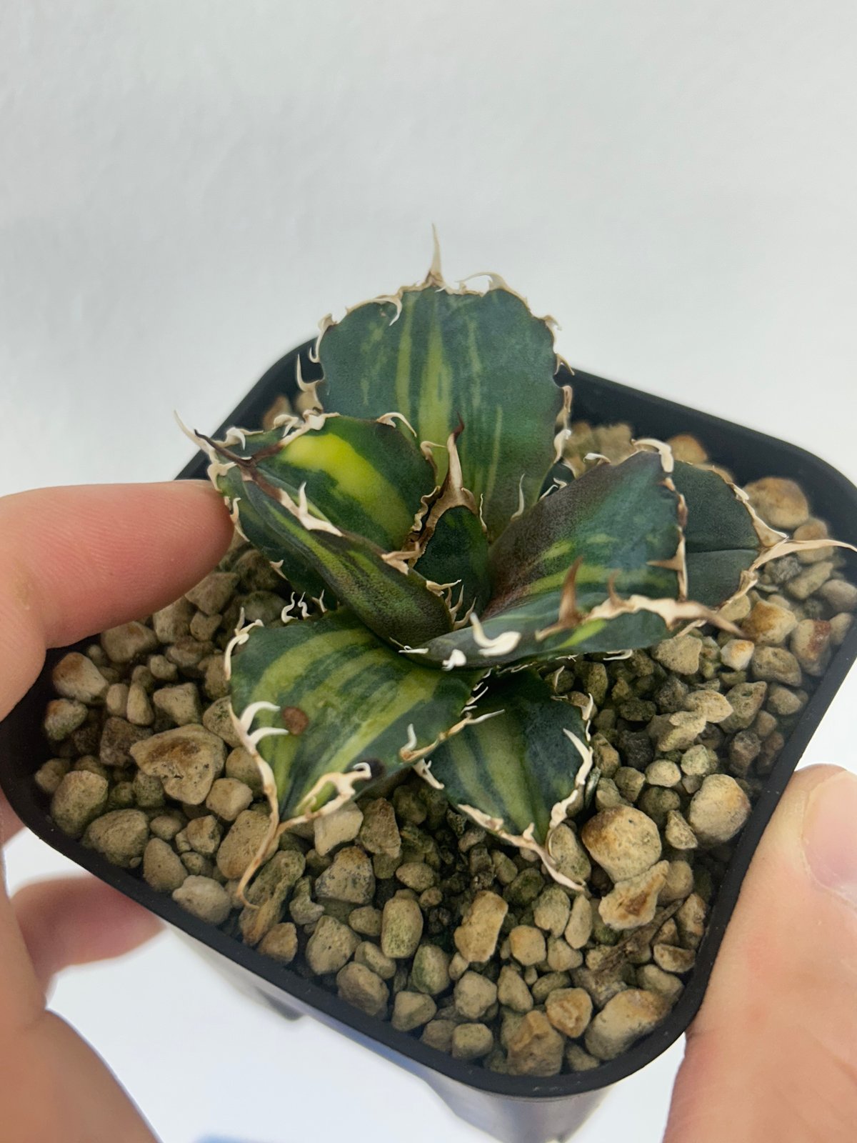 アガベ 氷海inspire 安曇野白鯨斑入 Heartplants育成株 子株 | アガベ専