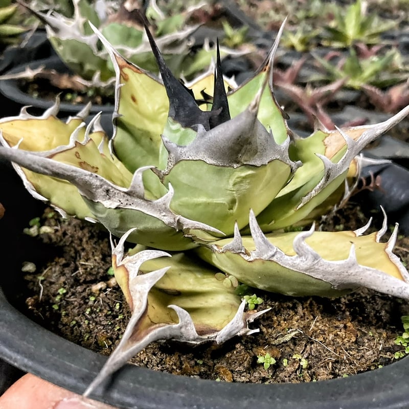 アガベ 灰犀牛 オテロイ 極太トップ | Heartplants アガベ 灰犀牛 オテロイ 極太トップ | Heartplants