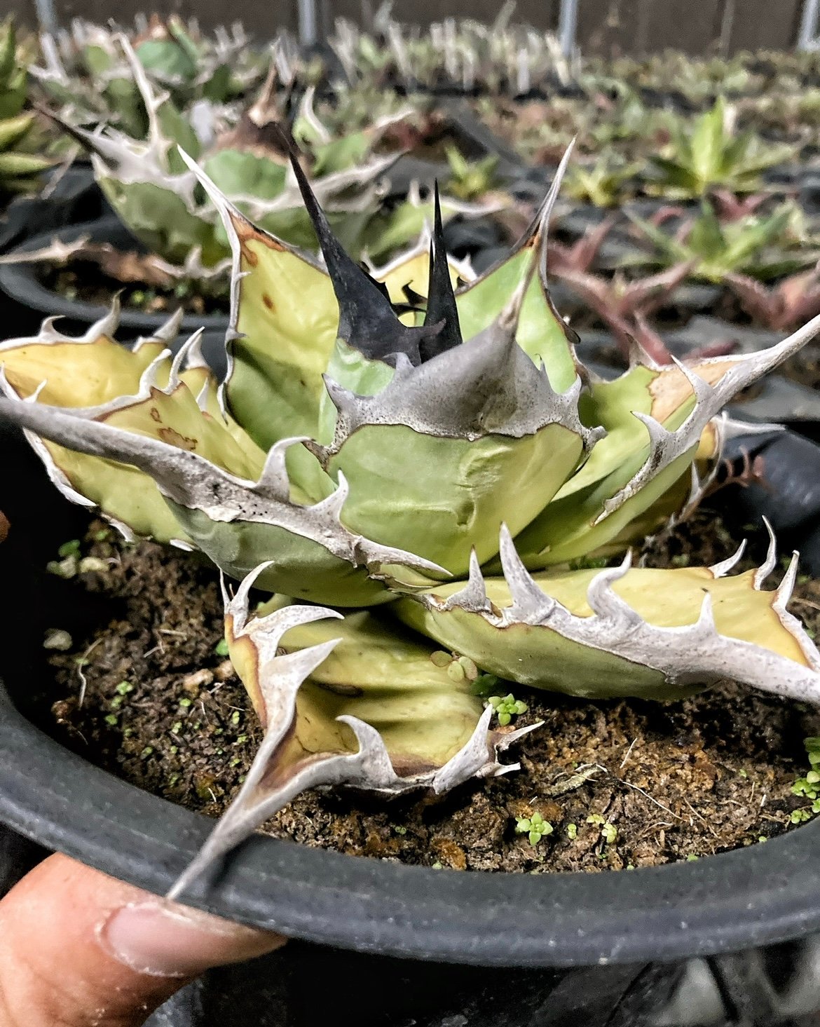 アガベ 灰犀牛 オテロイ 極太トップ | アガベ専門店 Heart plants.