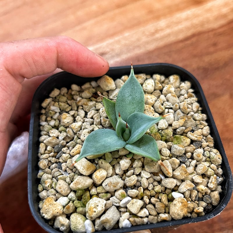 希少アガベ イシスメンシス 一本棘 | Heartplants 