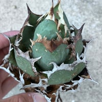 アガベ　ボールタイプオテロイ　美形