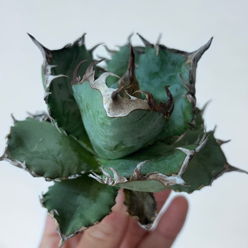 アガベ オテロイ 実生】Agave oteroi seedling | MINO GREEN アガベ