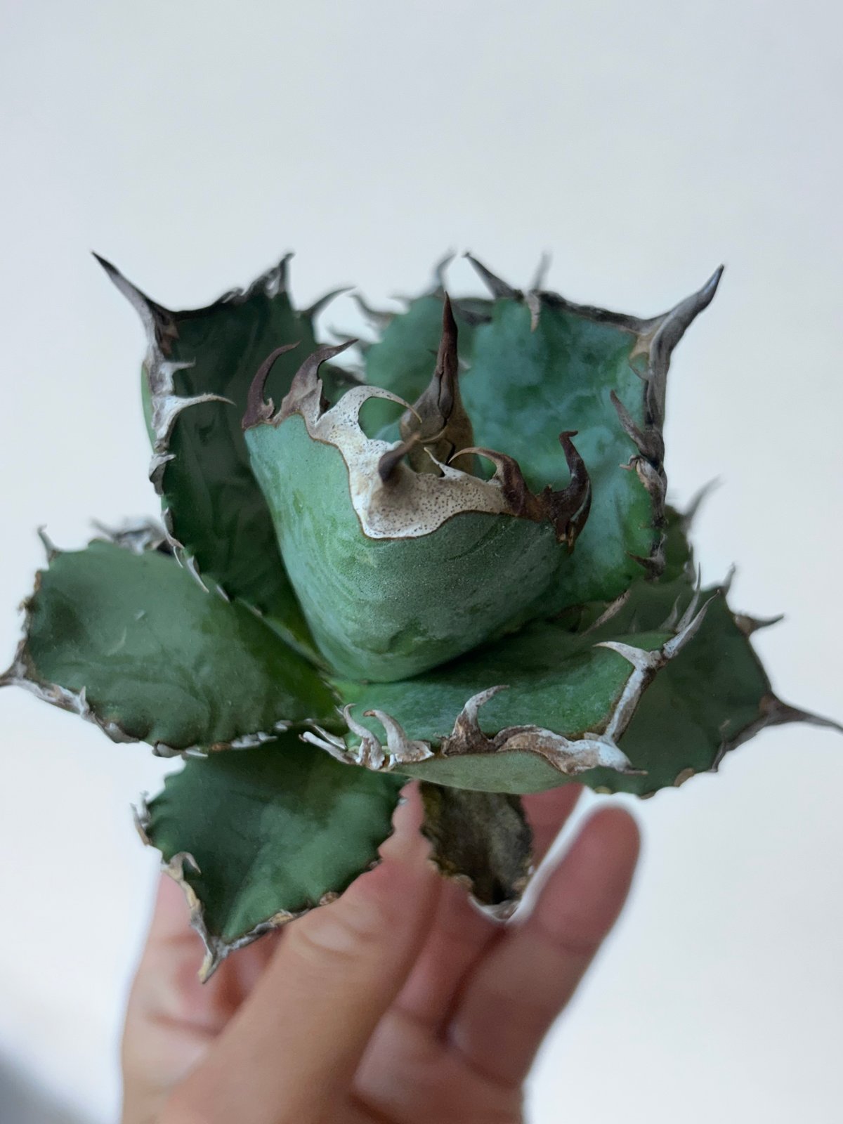 アガベ オテロイ実生 選抜個体 | アガベ専門店 Heart plants.