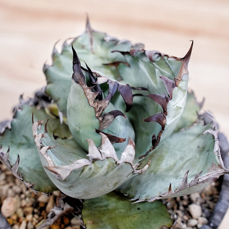 アガベ BEAST 青葉オテロイ最高峰 子株 | Heartplants アガベ BEAST 青葉オテロイ最高峰 子株 | Heartplants