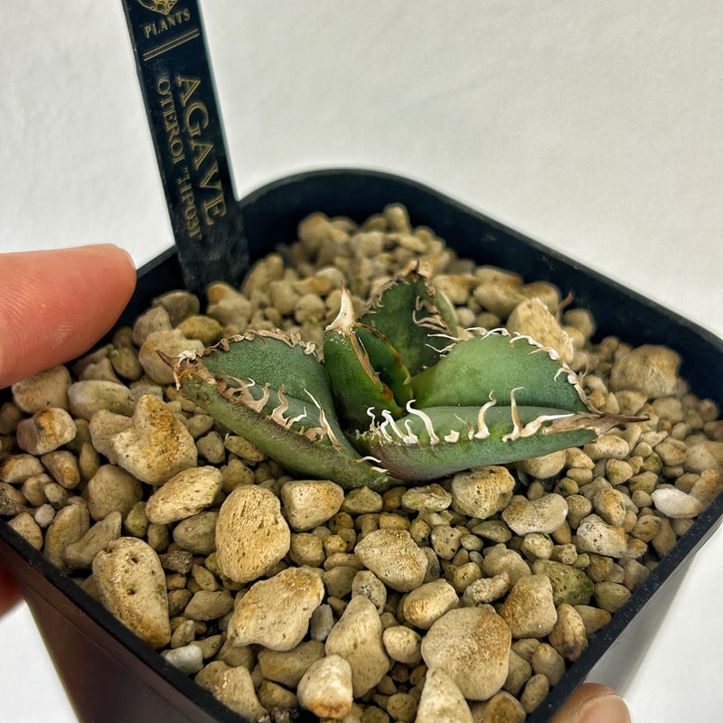 アガベHP031 青葉ブツブツ 子株 | Heartplants