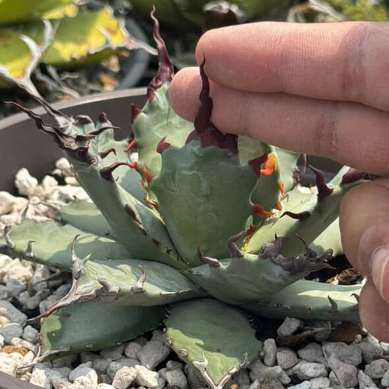 アガべ 妖炎×武蔵巌龍（コロラータ×オテロイ） | アガベ専門店 Heart