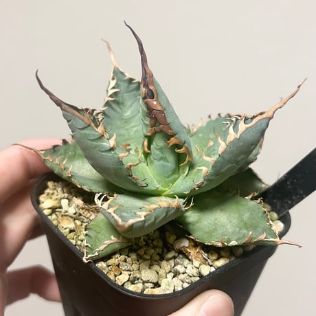 アガベ専門店 Heart plants.