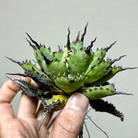 圓葉瓜達 グアダラハラナ ドワーフtype 子株 | アガベ専門店 Heart plants.