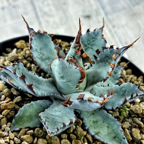 アガベ専門店 Heart plants.