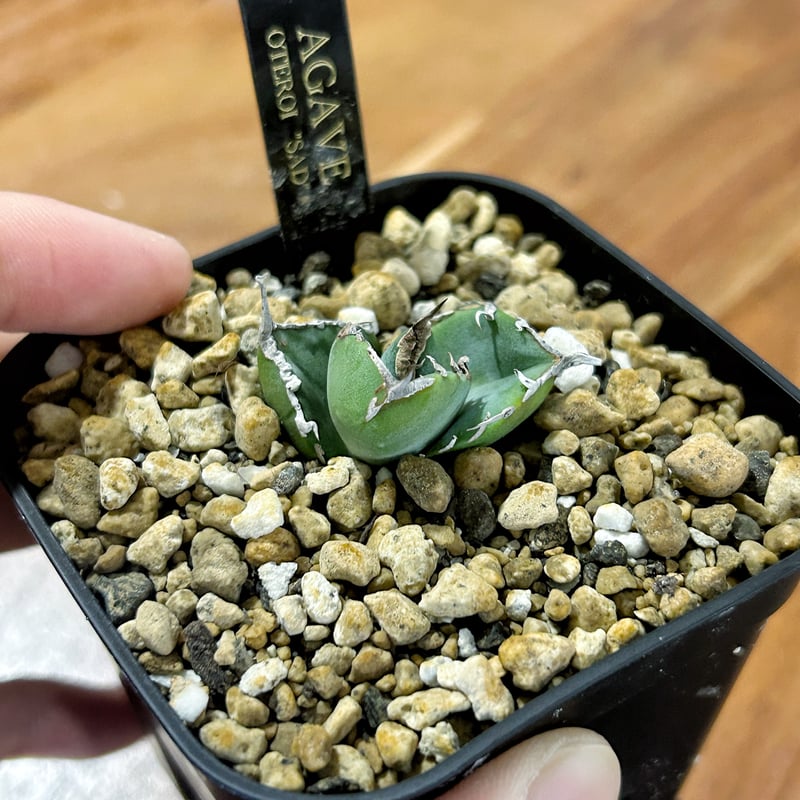 あ*め様 アガベ sad 南アフリカダイヤモンドB アガベ チタノタ ”南アフリカダイヤモンド（SAD）” | RADICE