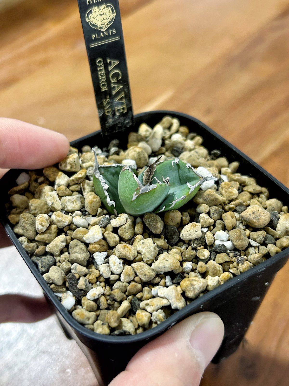 アガベ 南アフリカダイヤモンド ムチムチ子株 | アガベ専門店 Heart