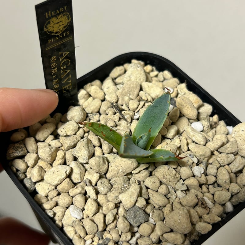 特白肌怒雷神×屈原の舞扇🪭A7 子株 | アガベ専門店 Heart plants.