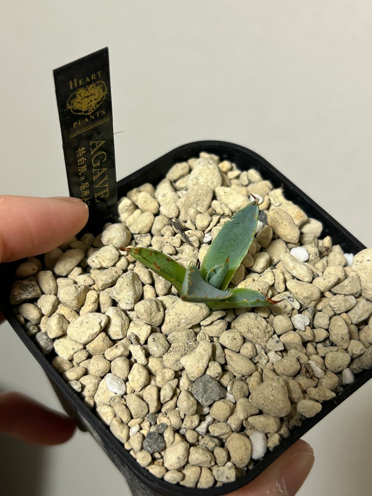 特白肌怒雷神×屈原の舞扇🪭A7 子株 | アガベ専門店 Heart plants.