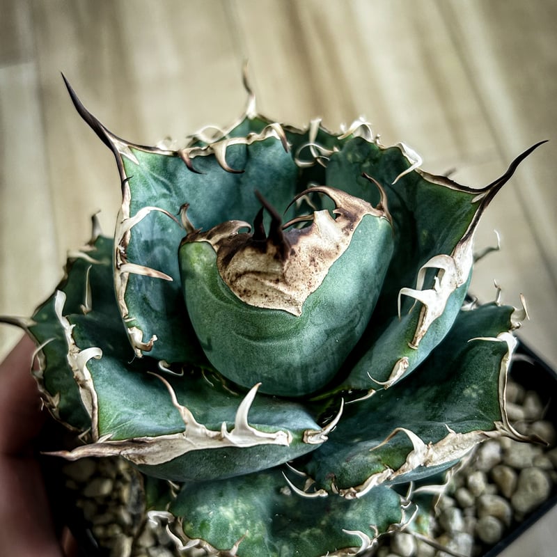 アガベ HP037 チャビー