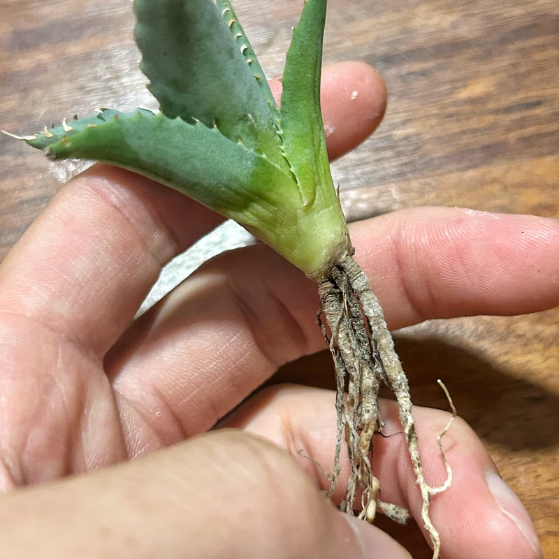 アガベ 妖炎×姫巌龍 ハイブリッド ベアルート | Heartplants