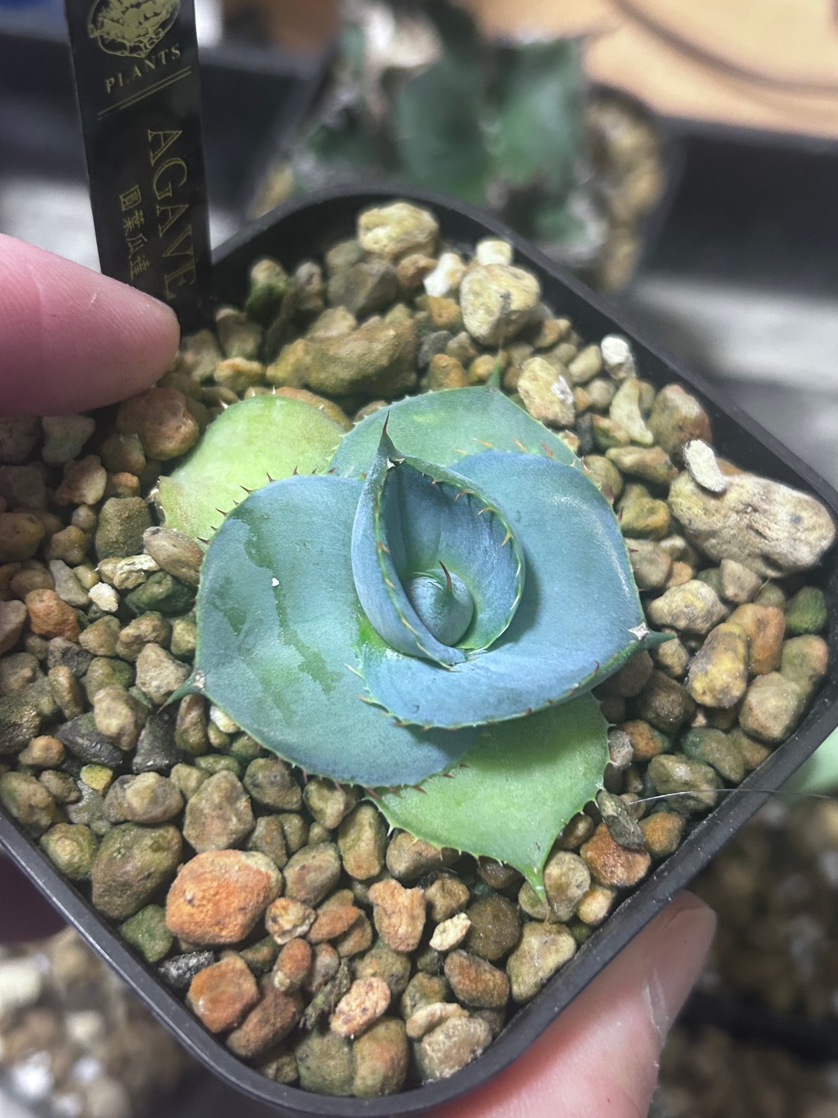 圓葉瓜達 グアダラハラナ ドワーフtype 子株 | アガベ専門店 Heart plants.