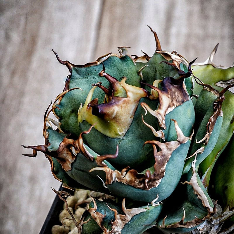 【極上最高級株】発根済み！大きめオリザバ①アガベ アガベ 超球体 極太鋸歯 HP033 子株発根済み | Heartplants