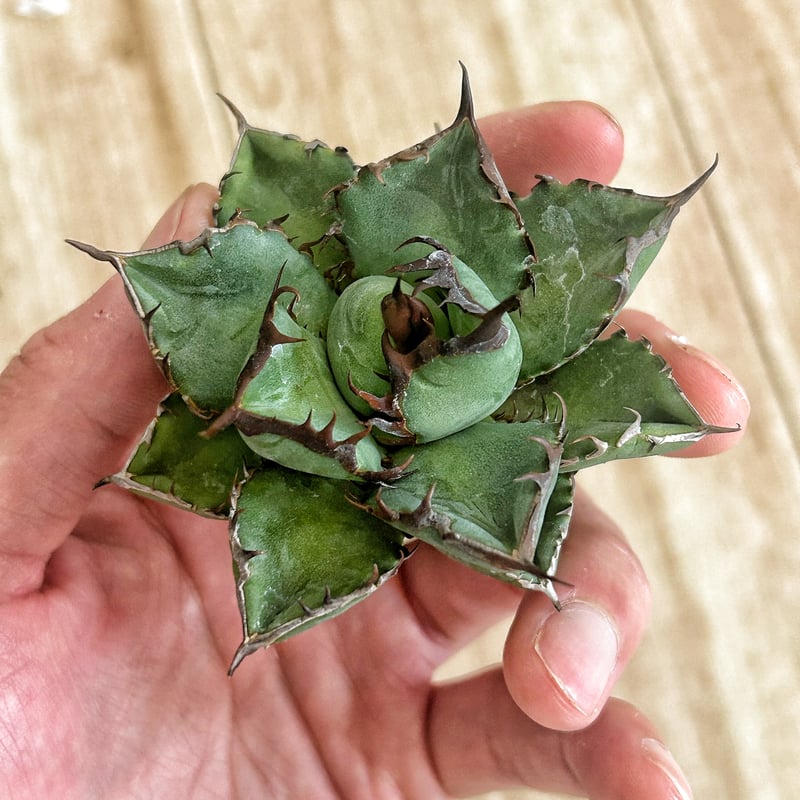 アガベ 胖鯨 パンジン | アガベ専門店 Heart plants.