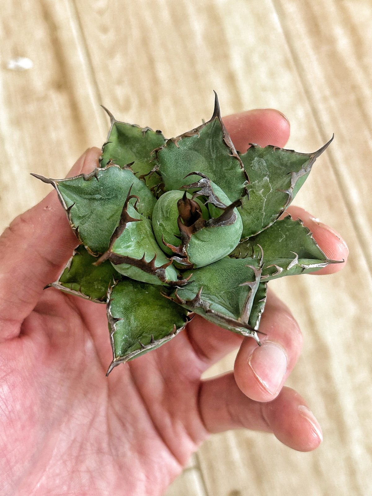 アガベ オテロイ 胖鯨 パンジン 親株　シマムラ園芸購入 アガベ オテロイ 胖鯨 パンジン 親株 シマムラ園芸購入