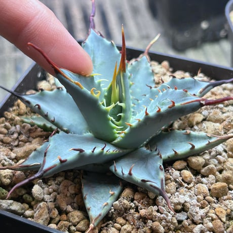 CATEGORY Agave | アガベ専門店 Heart plants.
