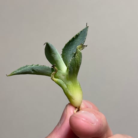 アガベ　蠍蟹　美形　青葉  の子株