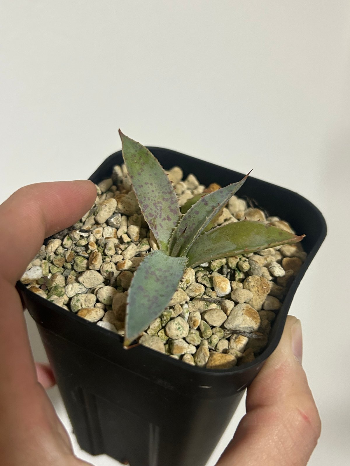 アガベ 焔斧🪓🔥 滝乃白絲×血雷 ハイブリッド 超連棘×スポット 子株